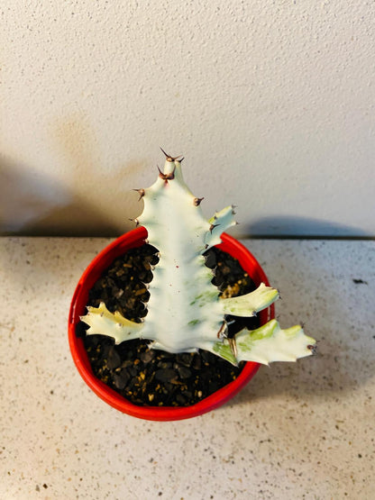 Variegated Euphorbia lactea ‘Ghost’ with coral-like stems and natural colour variation