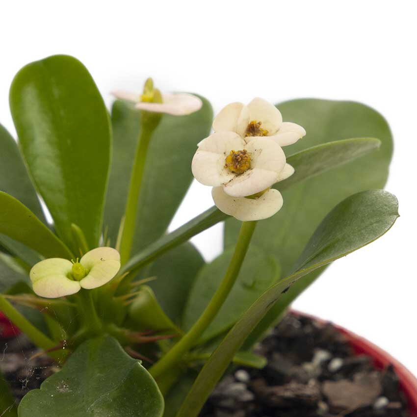 Variegated Euphorbia ‘Somona Bianca’ showing pale striping across deep green leaves