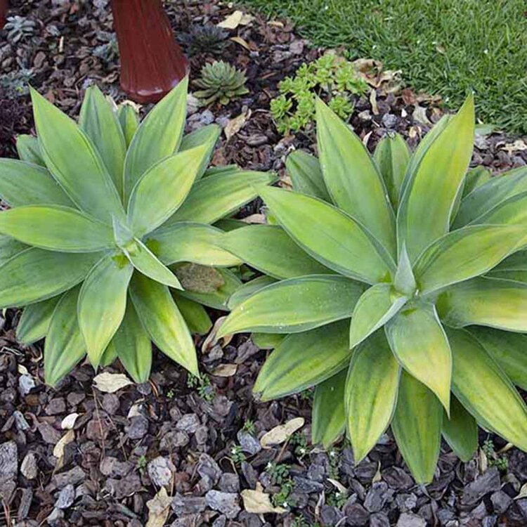 Variegated Foxtail Agave growing in a decorative pot