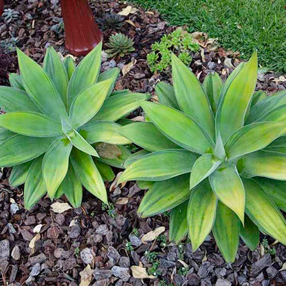 Variegated Foxtail Agave growing in a decorative pot