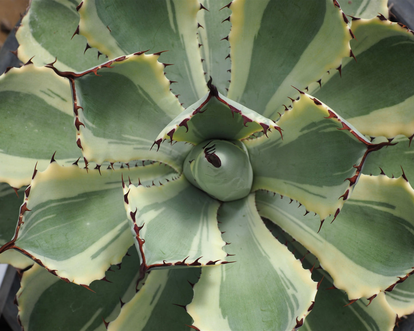 Rare Agave Kissho Kan Variegated growing in a decorative pot