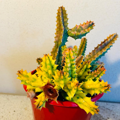 Variegated Lifesaver Plant showing colourful fleshy stems in a small pot