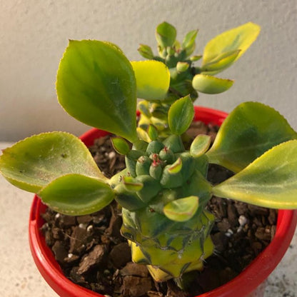 Rare variegated Monadenium ritchiei plant showing unique upright stem patterns
