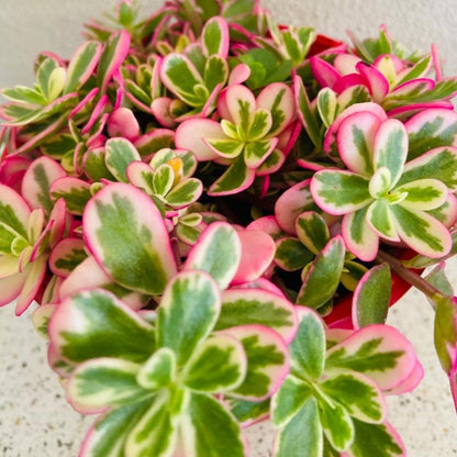 Portulaca Sunjewels plant showing compact growth and bright leaves
