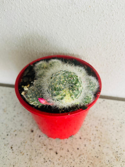 Variegated Rebutia cactus with colourful markings