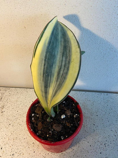 Variegated Whale Fin Snake Plant showing broad green leaf with yellow variegation