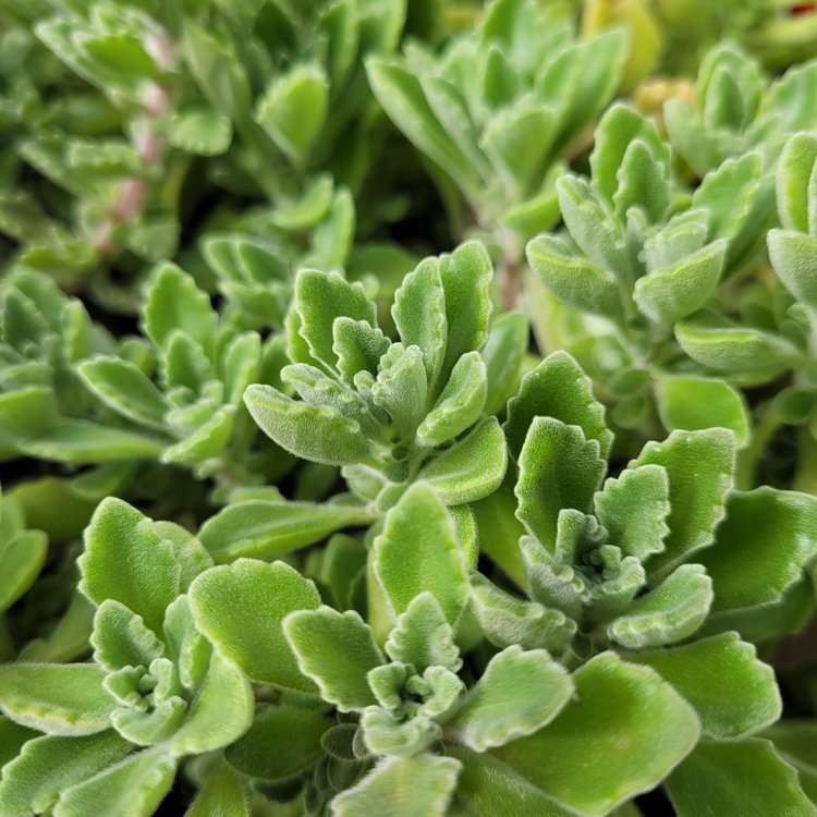 Vicks Plant growing in an 80mm nursery pot