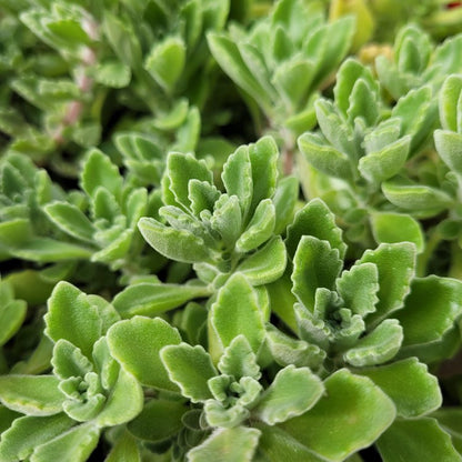 Vicks Plant growing in an 80mm nursery pot