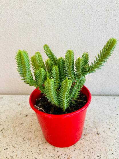 Watch Chain succulent with textured stems growing in a nursery pot