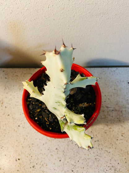 White candelabra succulent with sculptural branches and pale variegated colouring