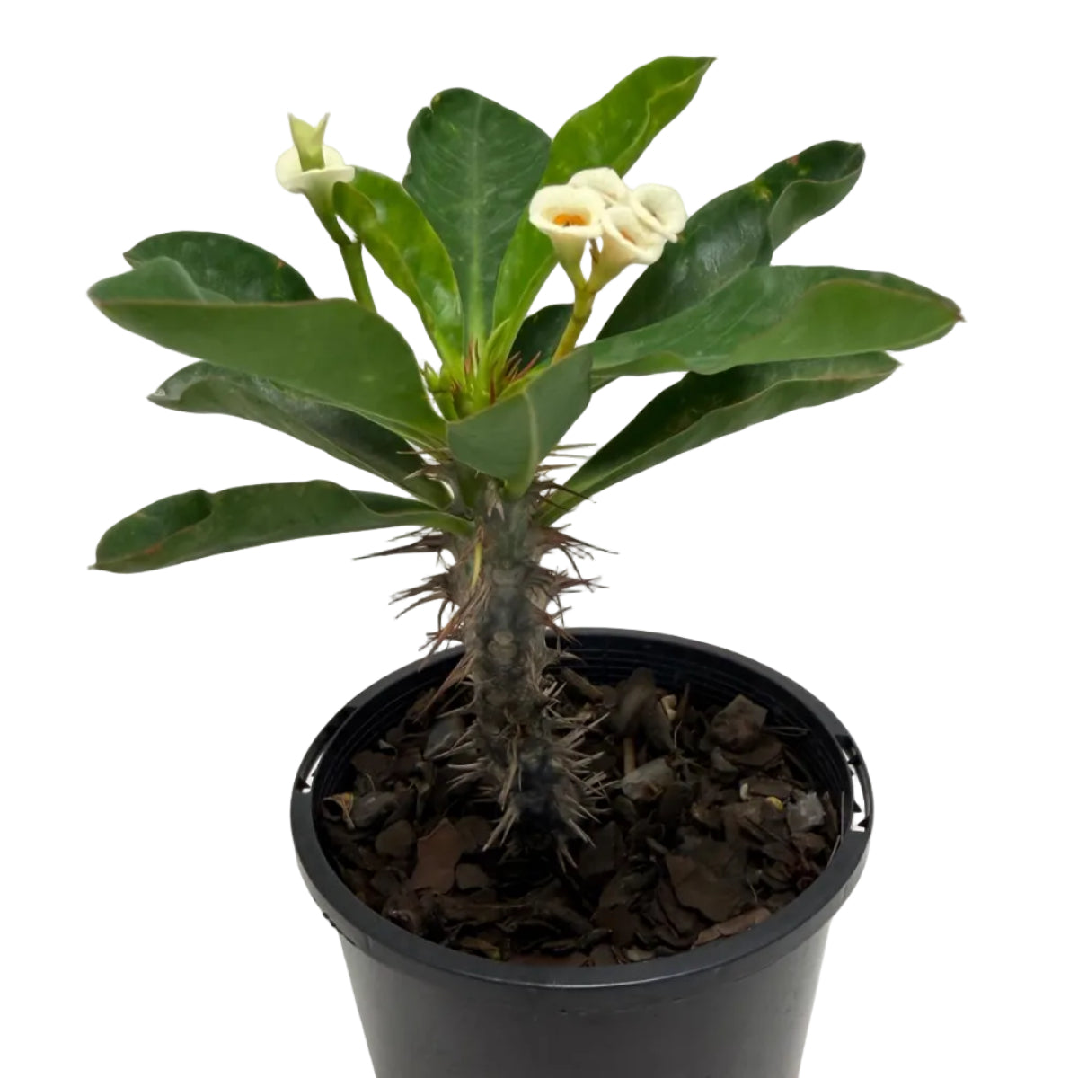 Euphorbia milli white | 100mm Succulents World