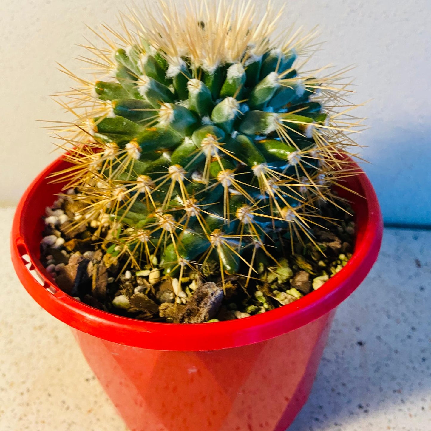 Mammillaria Nivosa Pincushion Cactus with round green stems and white spines
