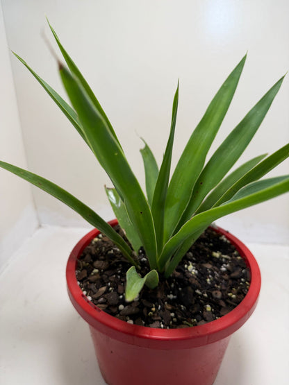Buy Yucca elephantipes | Indoor & Outdoor Plant|190mm Succulents World