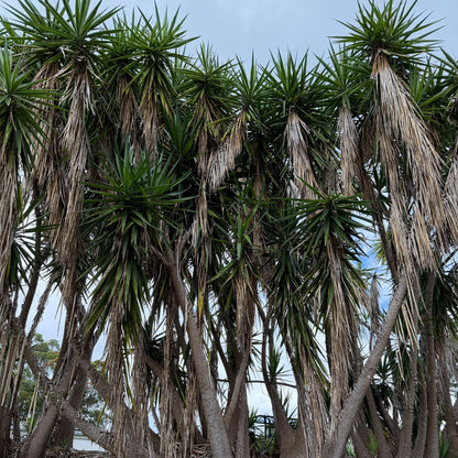 Giant Yucca indoor plant with upright green foliage