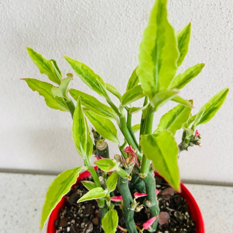 Zig-Zag Plant succulent with green stems and lance-shaped leaves