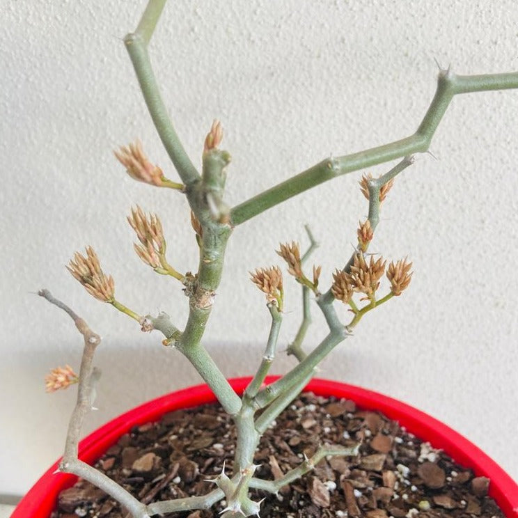 Decarya madagascariensis rare succulent plant for Australian collectors