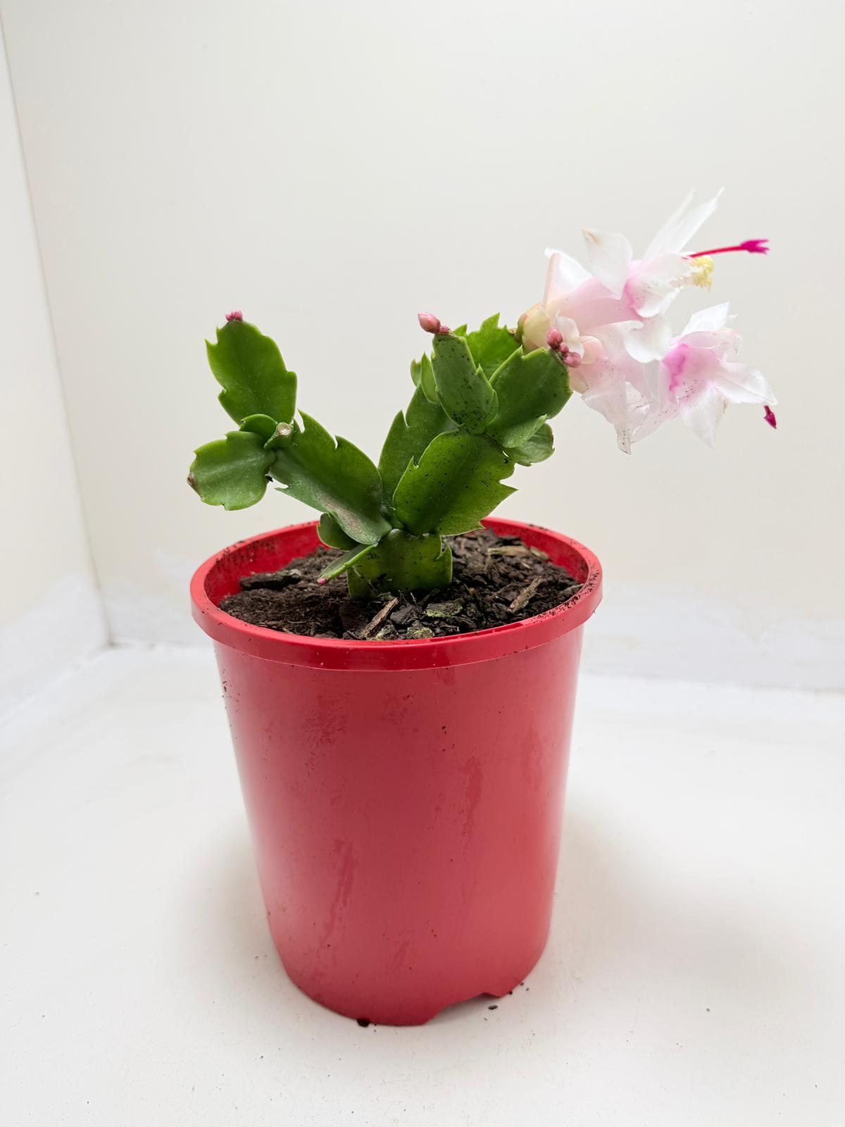 Zygo Cactus Livia - Flowering Indoor Plant Succulents World