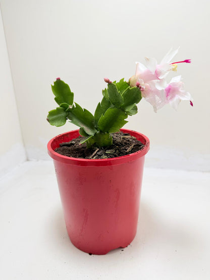 Zygo Cactus Livia - Flowering Indoor Plant Succulents World