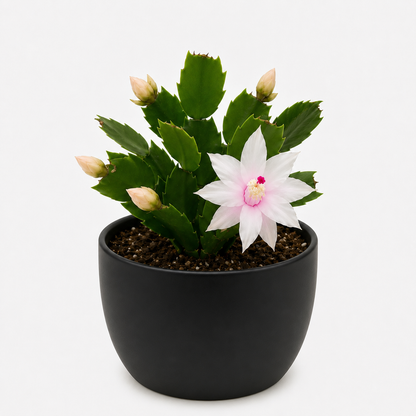 Zygo Cactus Livia - Flowering Indoor Plant Succulents World